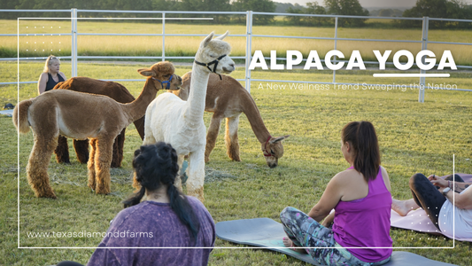 Alpaca Yoga: A New Wellness Trend Sweeping the Nation