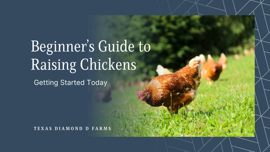 Beginner’s Guide to Raising Chickens: Getting Started