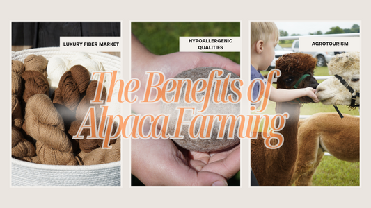 The Benefits of Alpaca Farming: Environmental and Economic Impacts