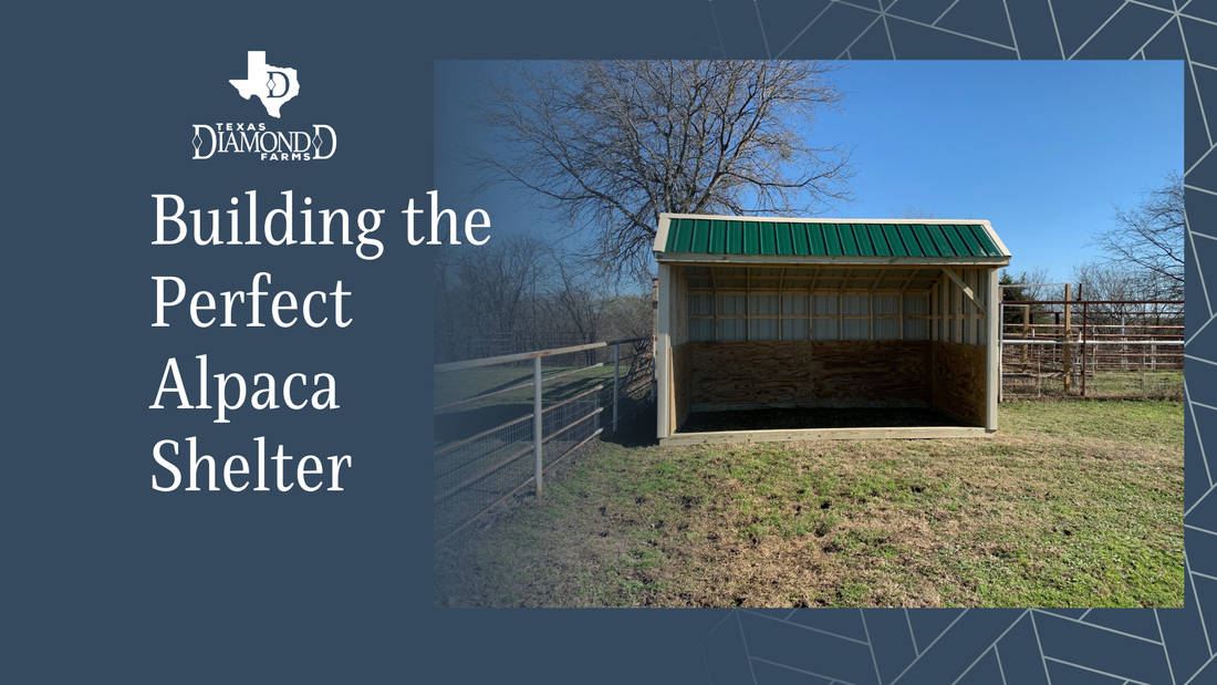 Building the Perfect Alpaca Shelter: A Guide from Texas Diamond D Farms