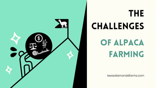 The Challenges of Alpaca Farming: What You Need to Know