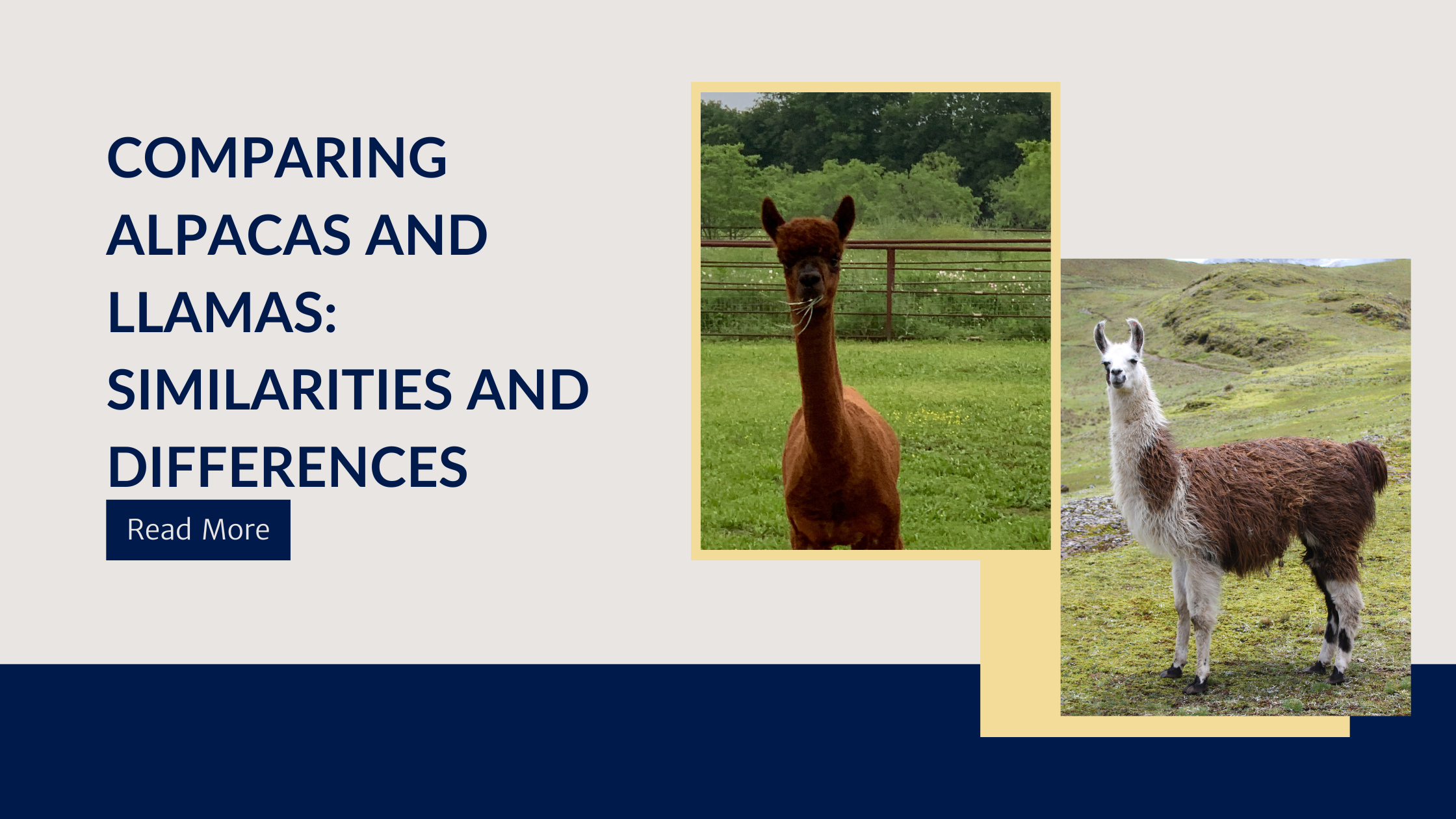 Comparing Alpacas And Llamas Similarities And Differences