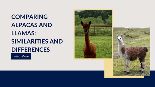 Comparing Alpacas and Llamas: Similarities and Differences