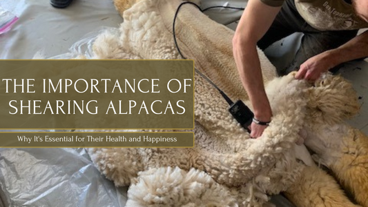 The Importance of Shearing Alpacas: Why It's Essential for Their Health and Happiness