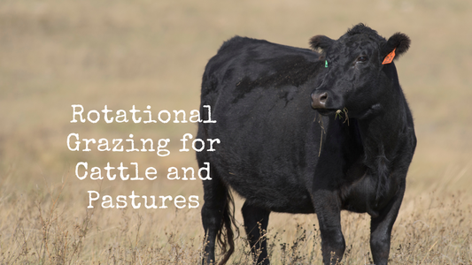 The Benefits of Rotational Grazing for Cattle and Pastures