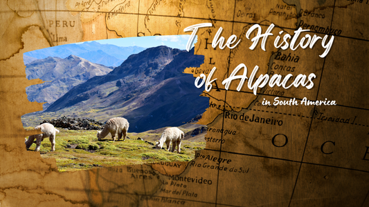 The Majestic Journey: The History of Alpacas in South America