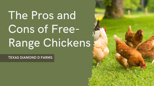 The Pros and Cons of Free-Range Chickens