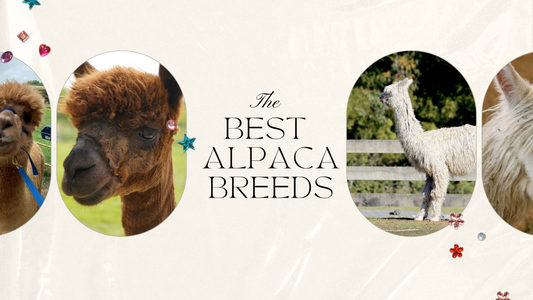 The Best Alpaca Breeds for Beginners