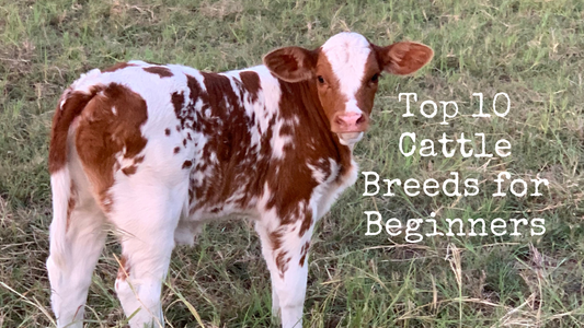 Top 10 Cattle Breeds for Beginners