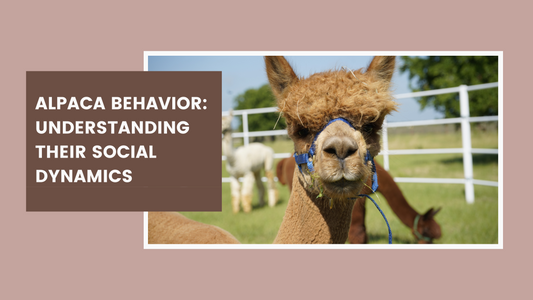 Alpaca Behavior: Understanding Their Social Dynamics