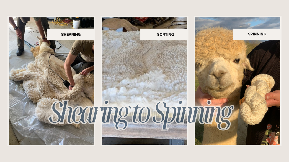 Alpaca Fiber: From Shearing to Spinning