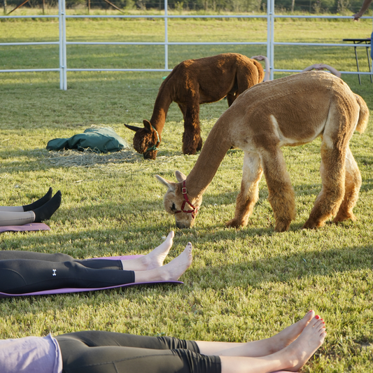 Sound Bath with Alpacas