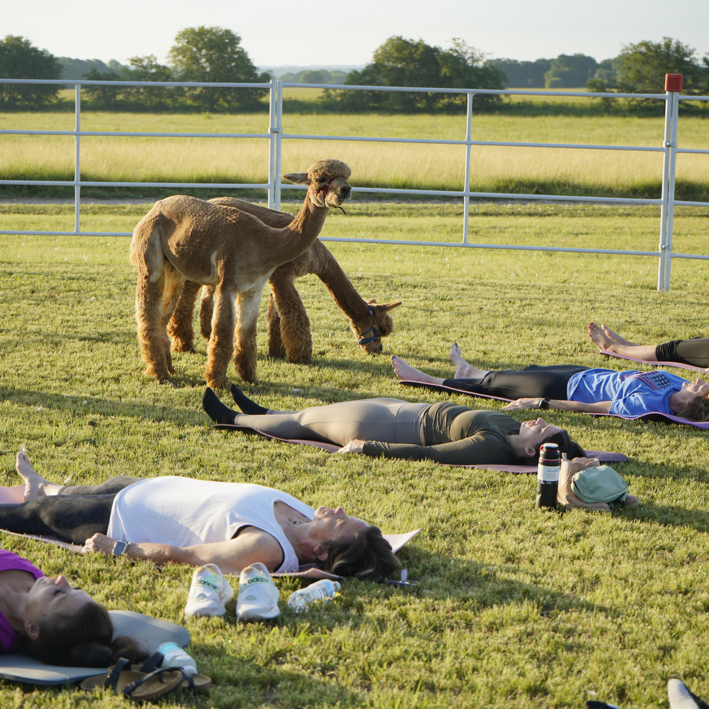 Sound Bath with Alpacas