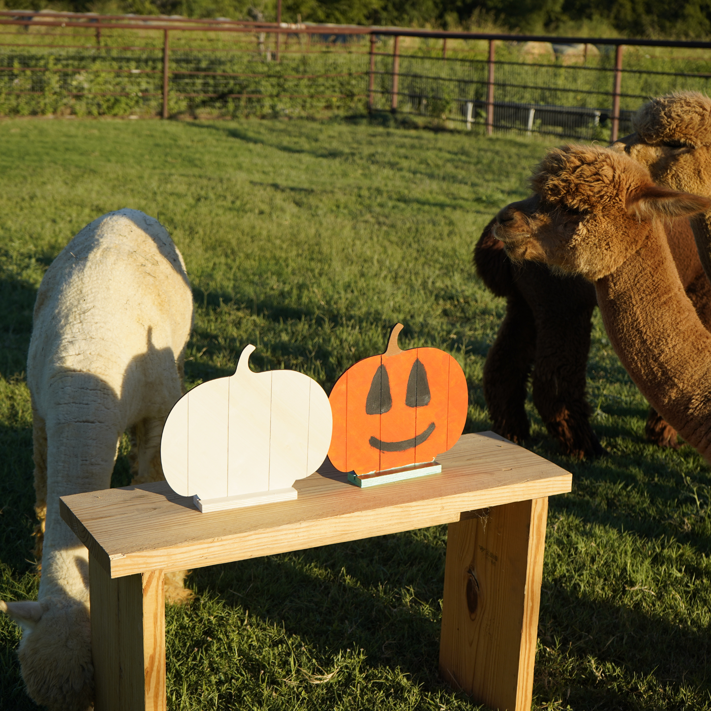 Painting With the Alpacas!