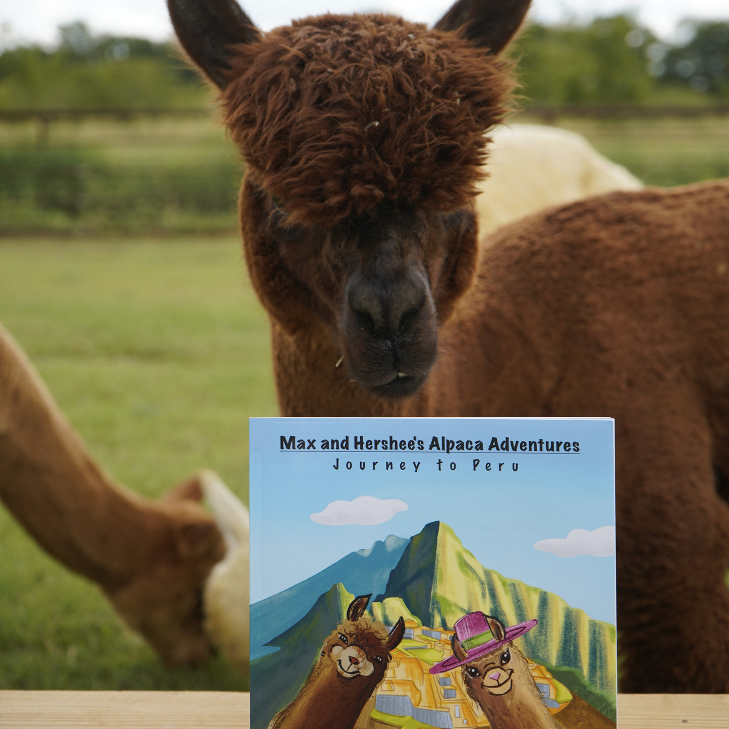 Story Time with the Alpacas!