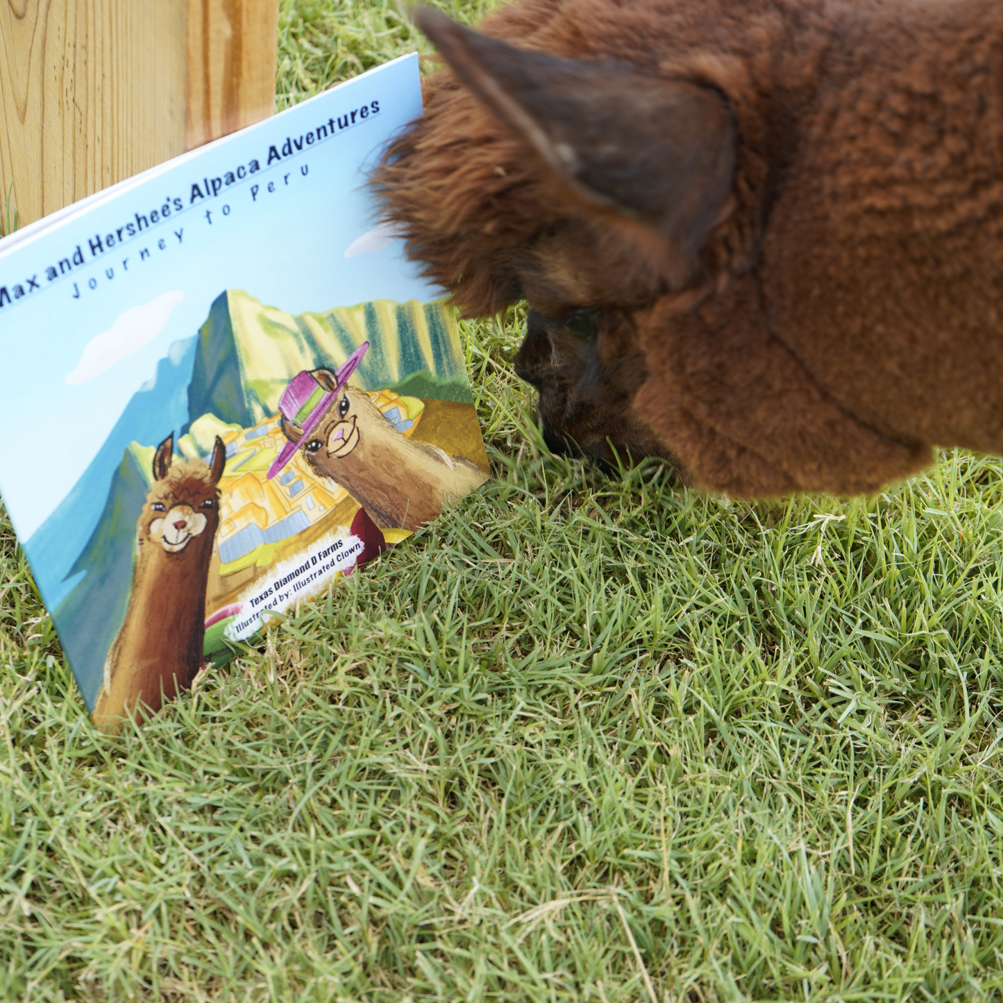 Story Time with the Alpacas!