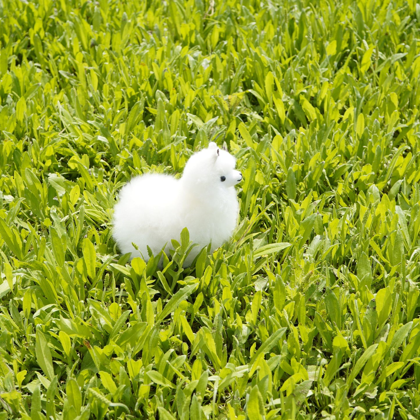 Baby Alpaca Plushie (Stuffed Animal)