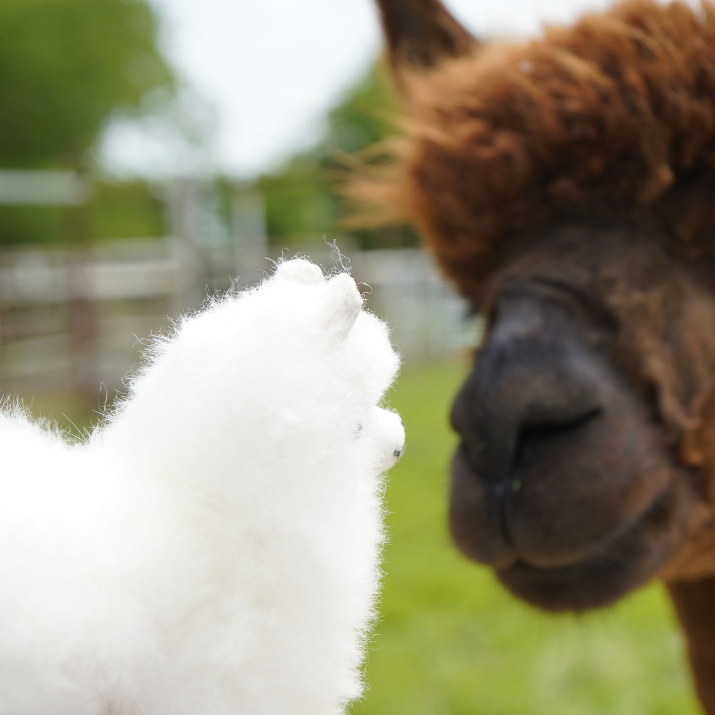 Baby Alpaca Plushie (Stuffed Animal)