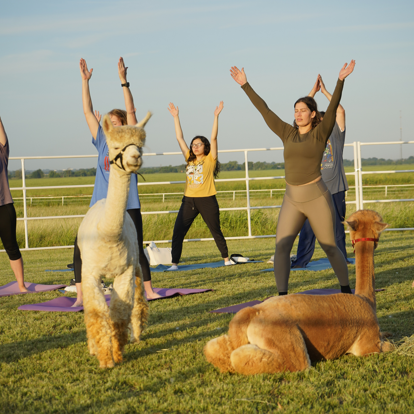 Alpaca Yoga Experience-Coming Back Soon!