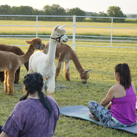 Alpaca Yoga Experience-Coming Back Soon!